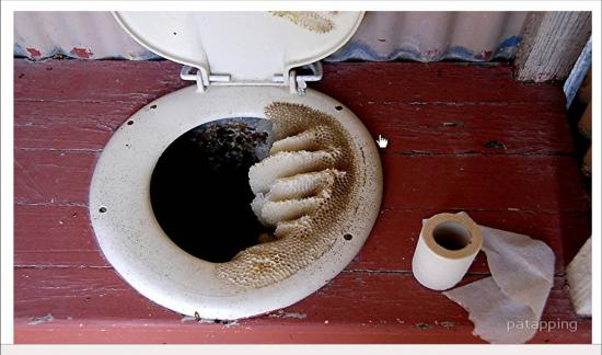 Ruche toilette !