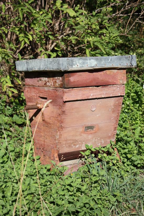 ruche Automatic d'Apostoly